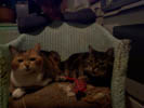 cats on chair 3.jpg